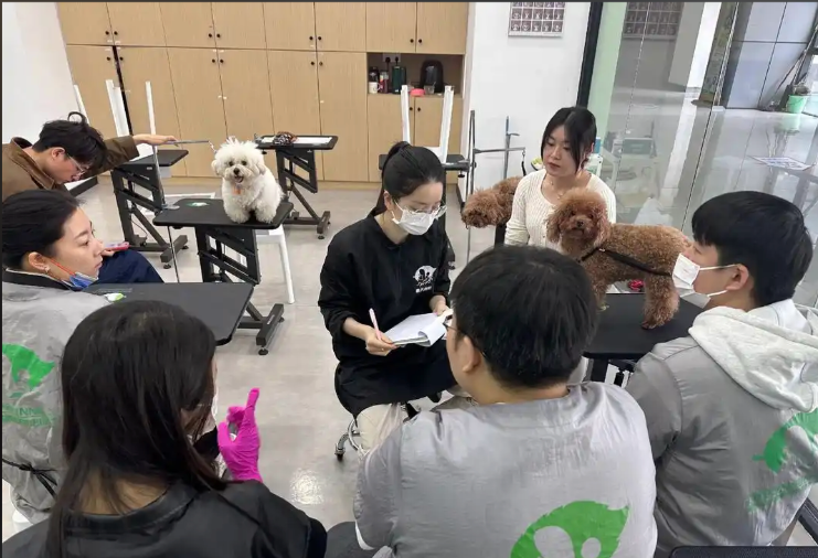 保山市宠物剪毛宠物美容培训学校 - 方案